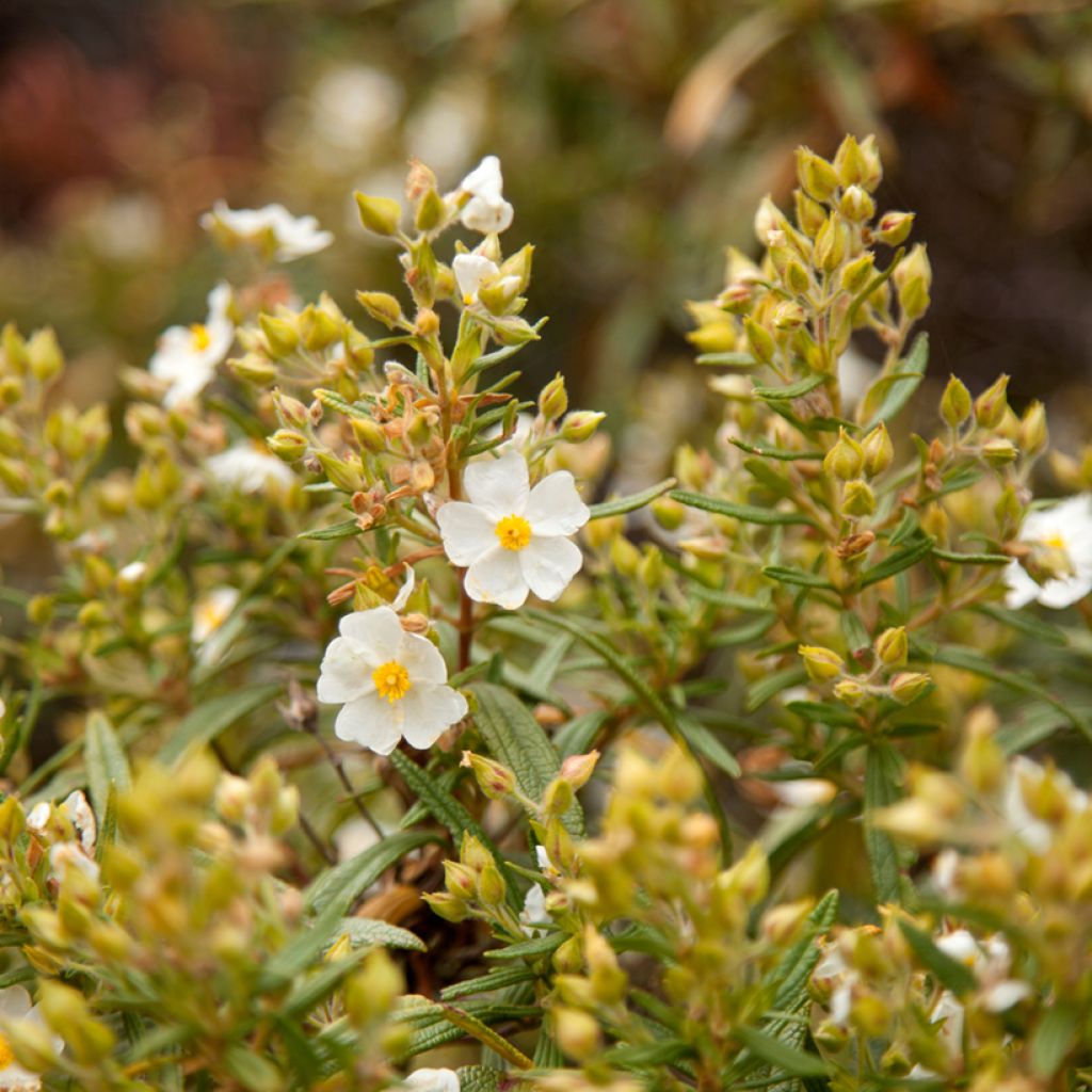 Cistus monspeliensis - Cisto marino (semi)