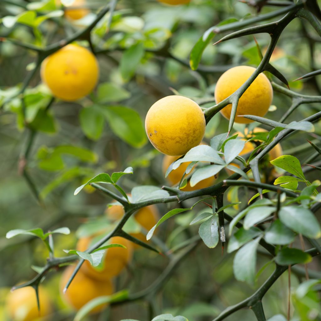 Poncirus trifoliata - Arancio trifogliato (semi)