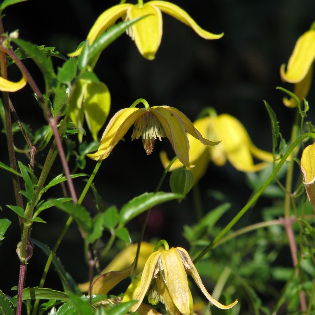 Clematis tangutica Helios - Clematide