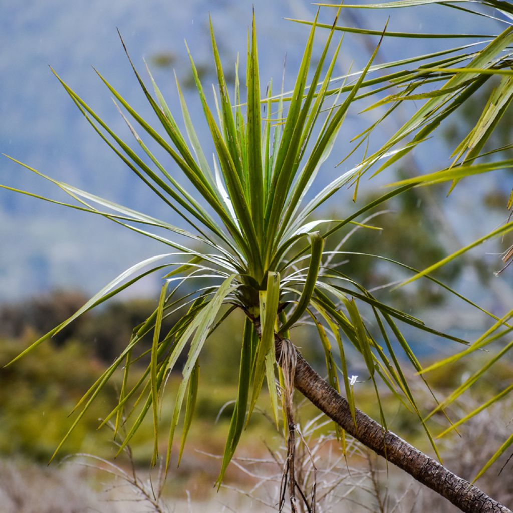 Cordyline australis - Cordiline (semi)