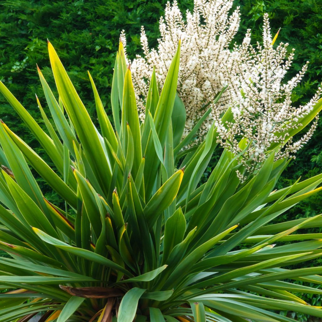Cordyline australis - Cordiline (semi)
