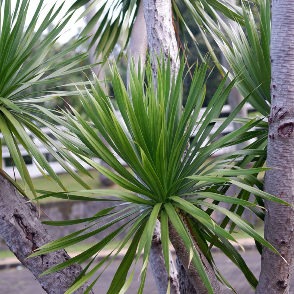 Cordyline australis - Cordiline (semi)