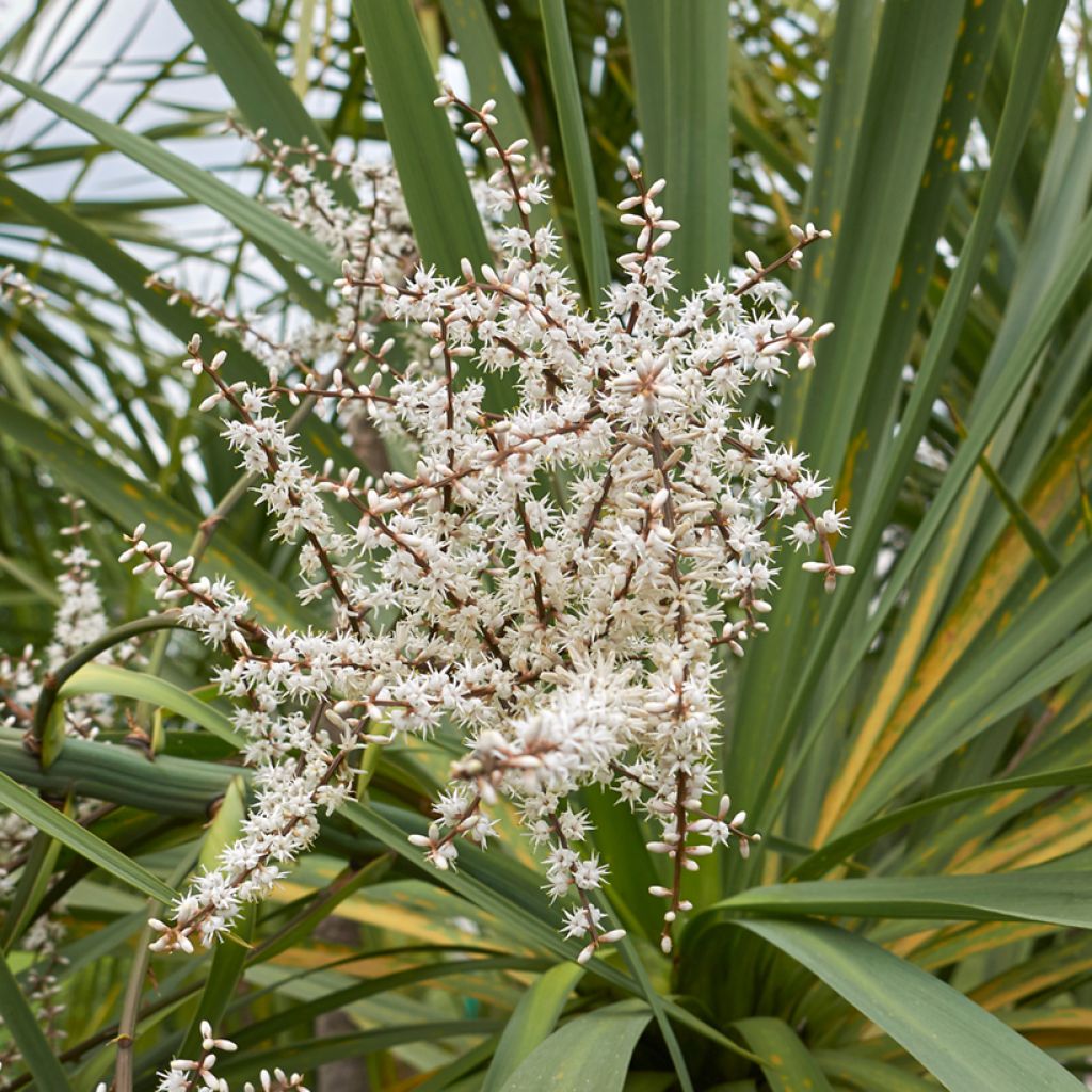 Cordyline australis - Cordiline (semi)
