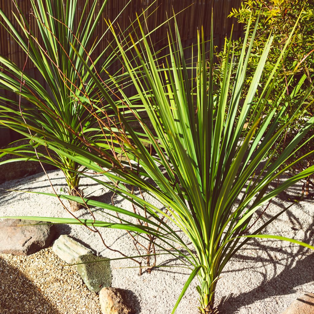 Cordyline australis - Cordiline (semi)