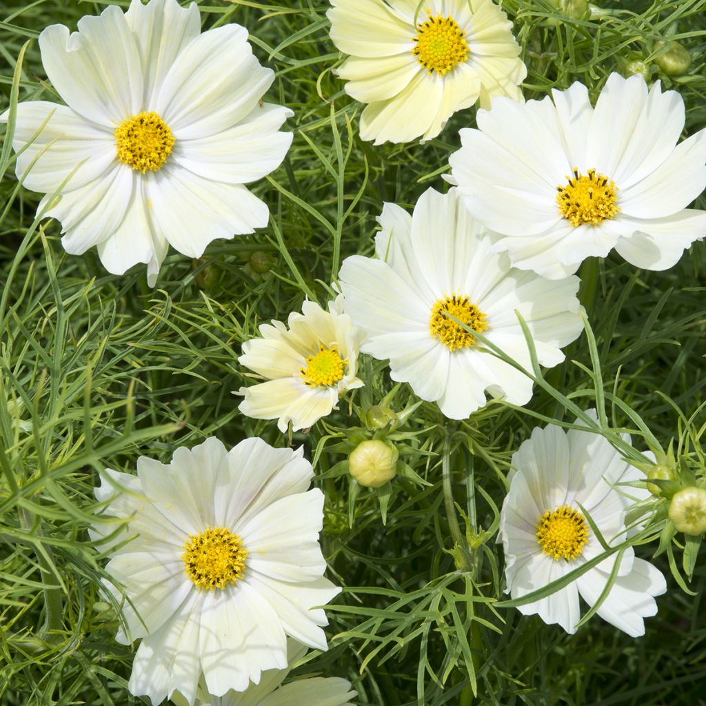 Cosmos sulphureus Kiiro - Cosmea arancione