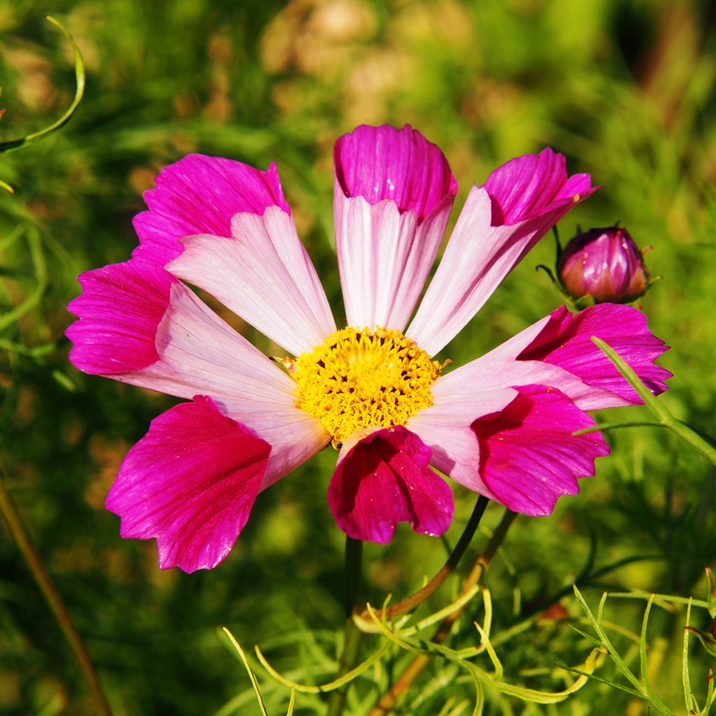 Cosmos Sea Shells - Cosmea