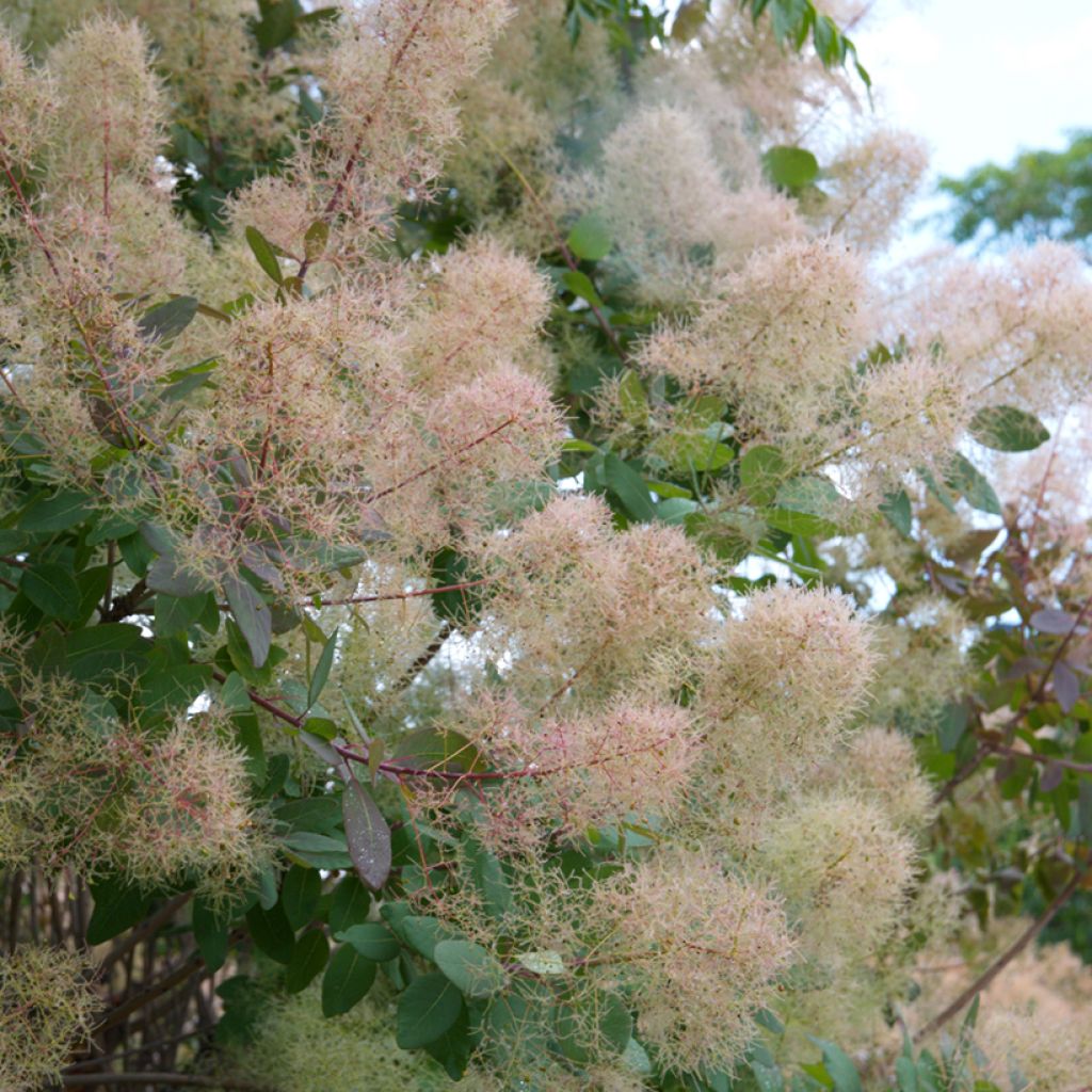 Graines de Cotinus coggygria
