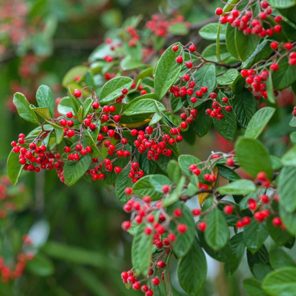 Cotoneaster franchetii - Cotognastro di Franchet (semi)