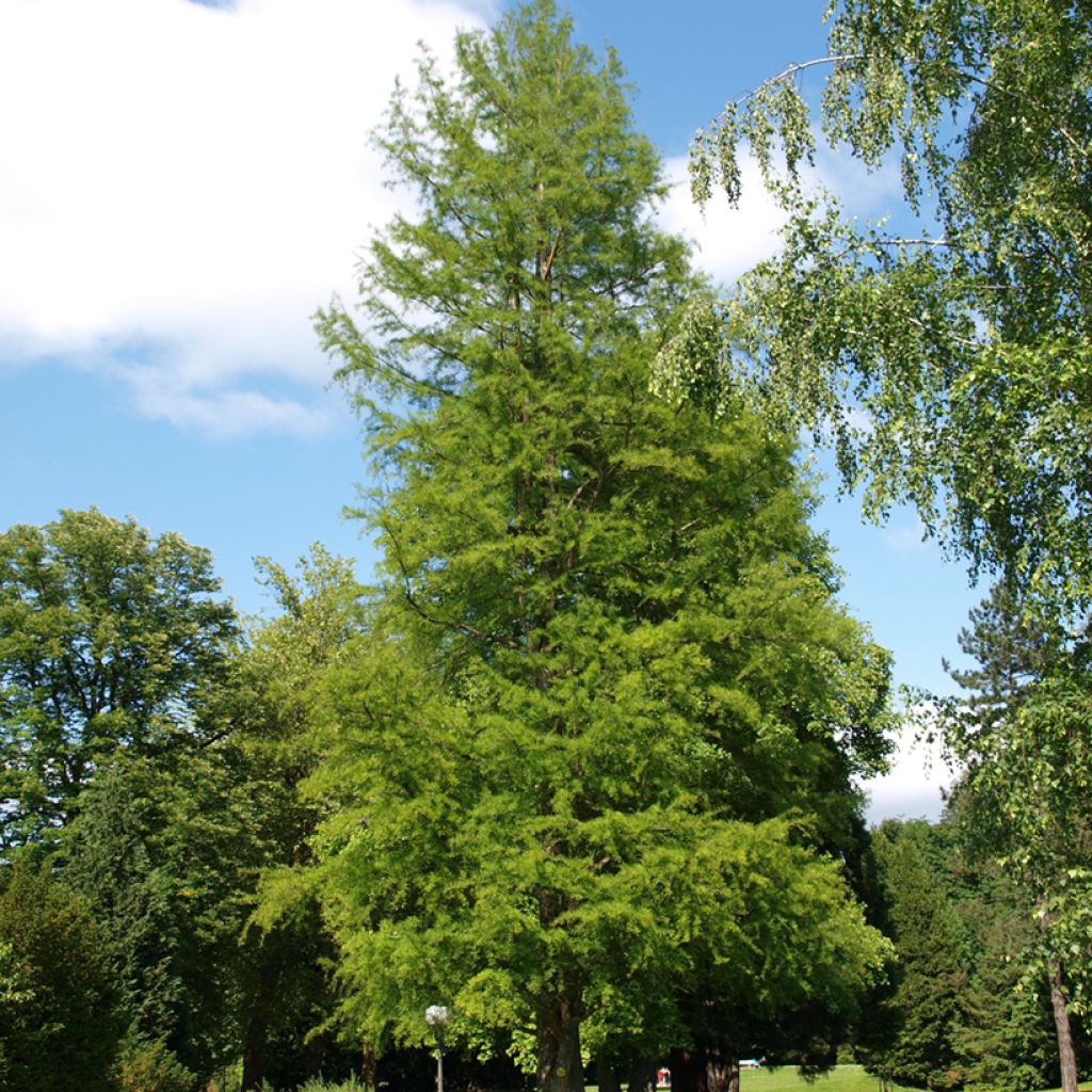 Taxodium distichum - Cipresso delle paludi (semi)