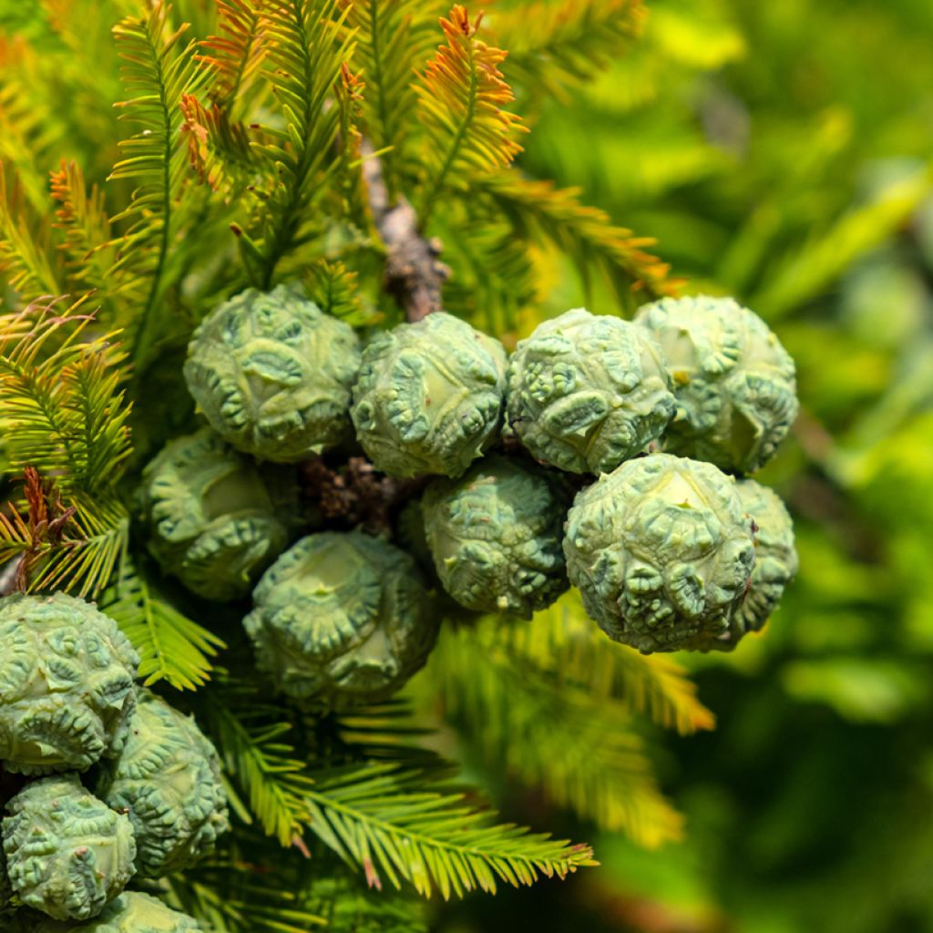 Taxodium distichum - Cipresso delle paludi (semi)