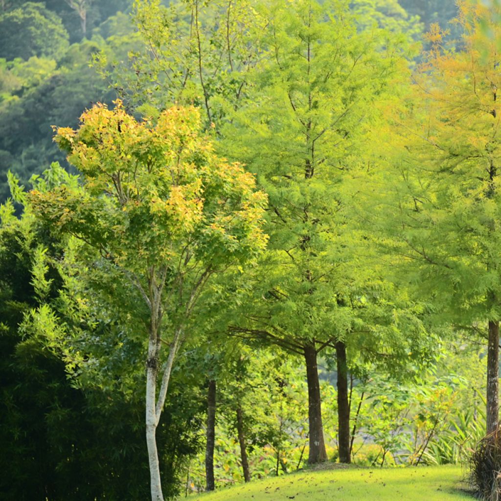 Taxodium distichum - Cipresso delle paludi (semi)