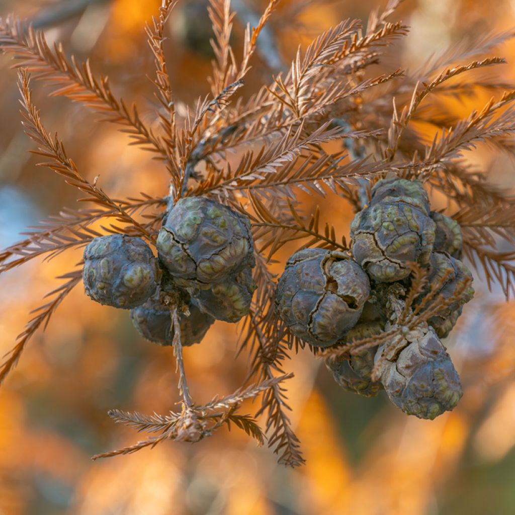Taxodium distichum - Cipresso delle paludi (semi)