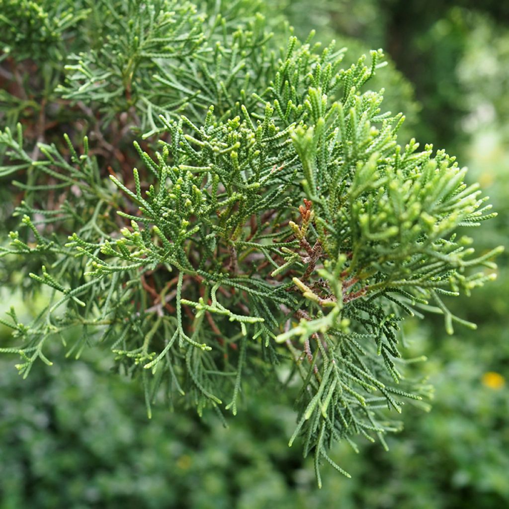 Cupressus sempervirens Garda - Cipresso comune (semi)