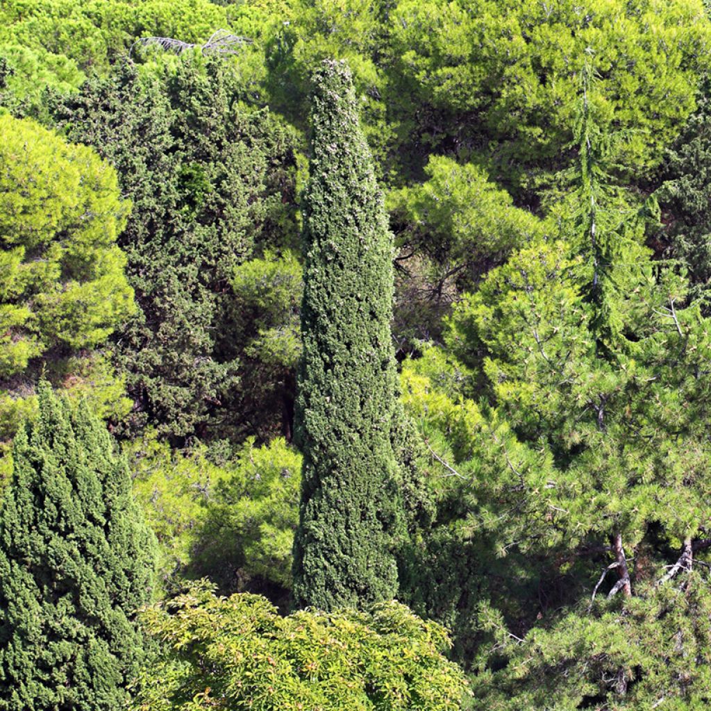 Cupressus sempervirens Garda - Cipresso comune (semi)