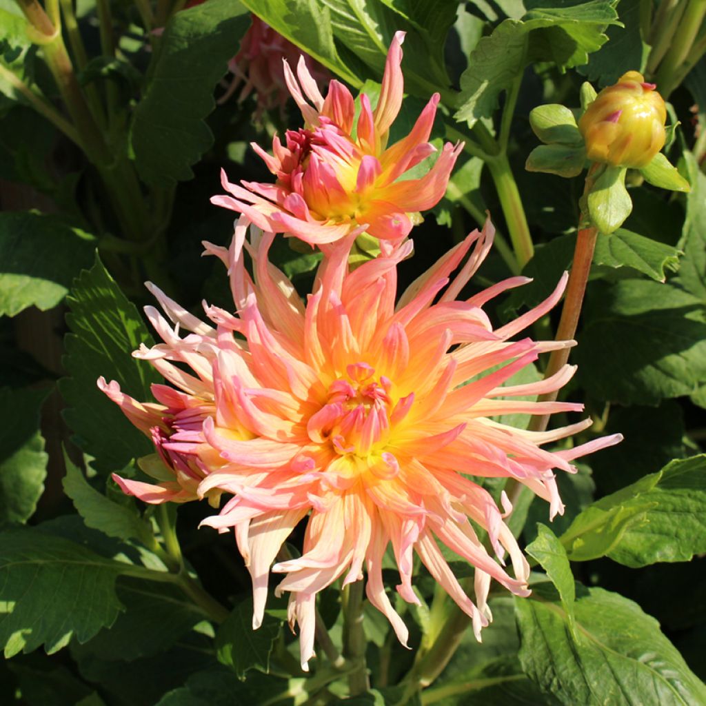 Dahlia variabilis Cactus Hybrids Mixed
