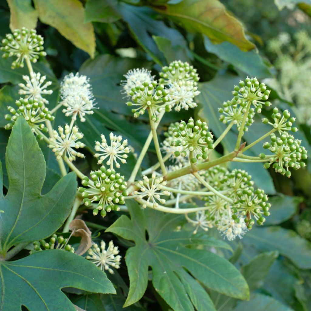 Fatsia japonica (semi) - Aralia giapponese