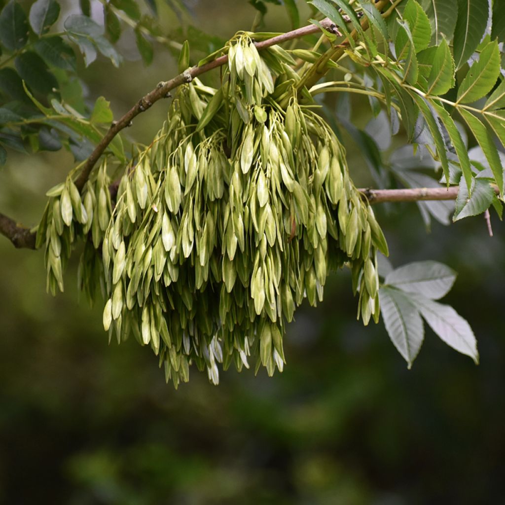 Fraxinus excelsior - Frassino maggiore (semi)