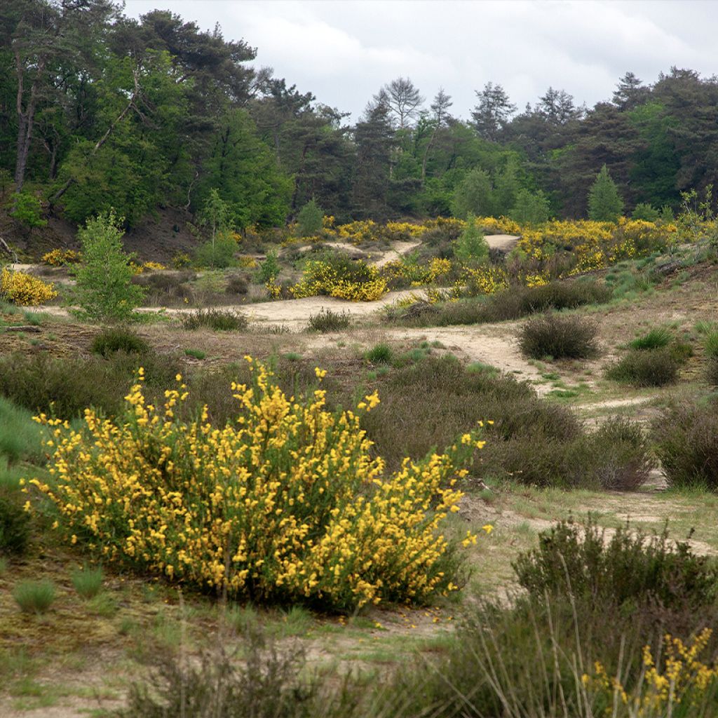 Cytisus scoparius - Ginestra dei carbonai (semi)