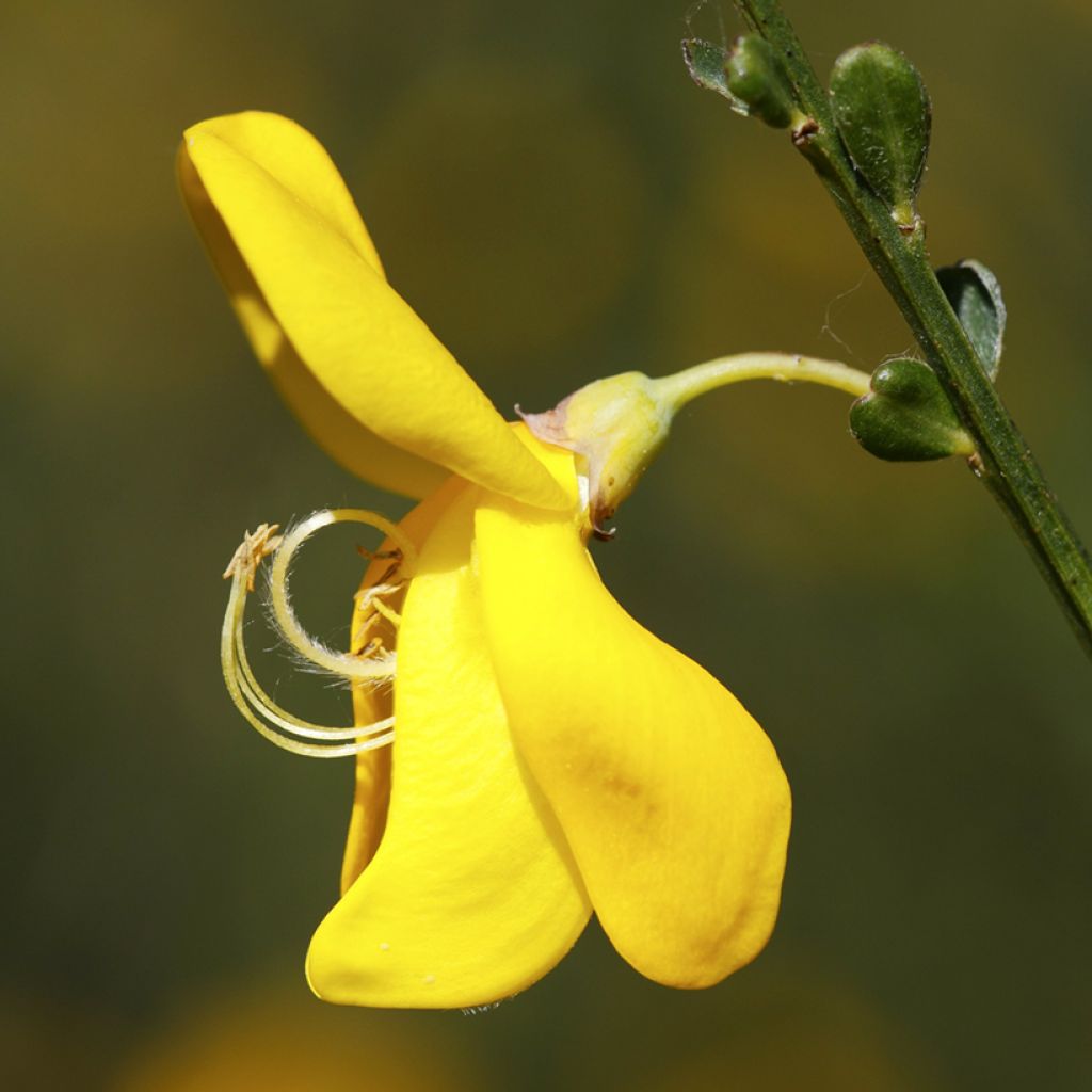 Cytisus scoparius - Ginestra dei carbonai (semi)
