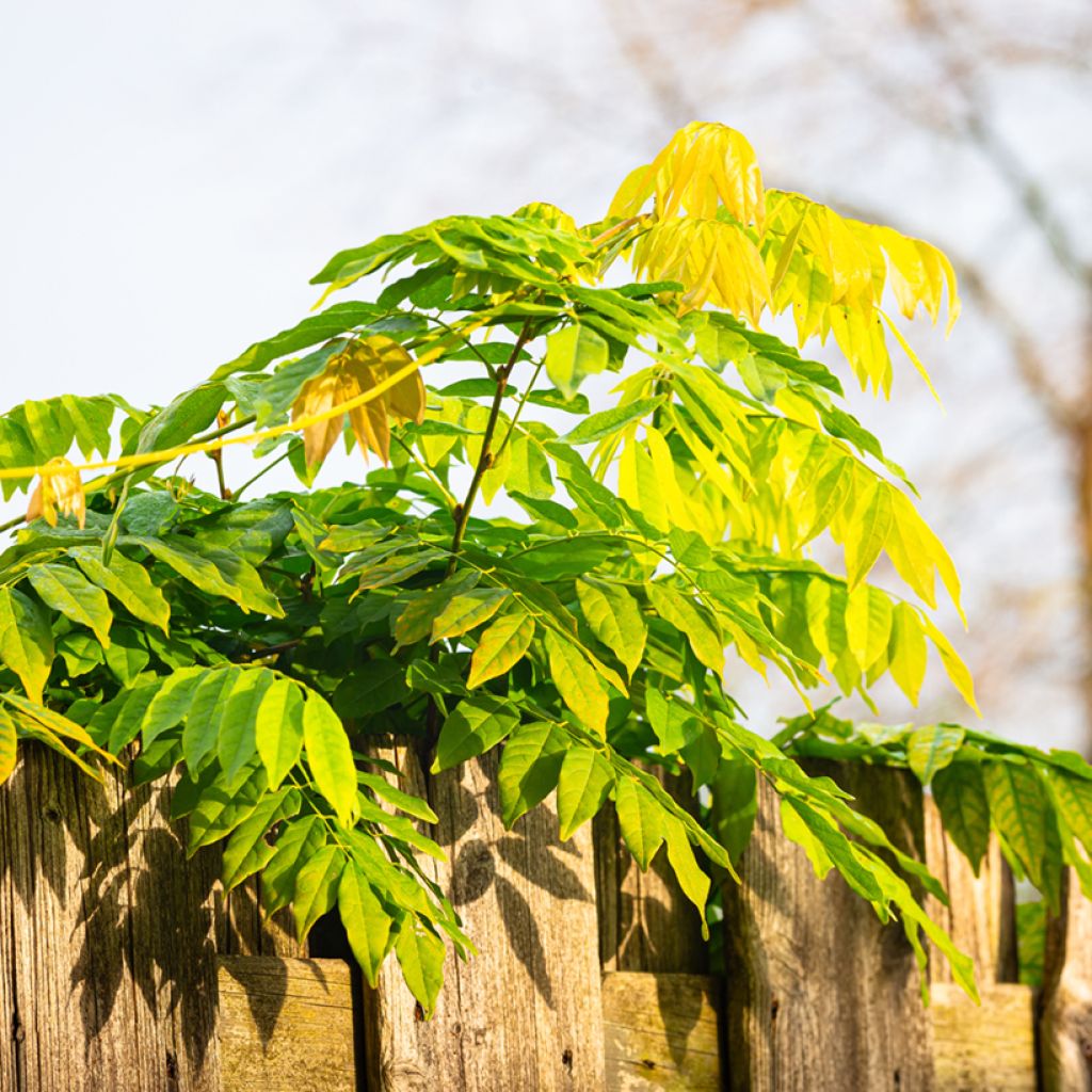 Wisteria sinensis - Glicine comune (semi)