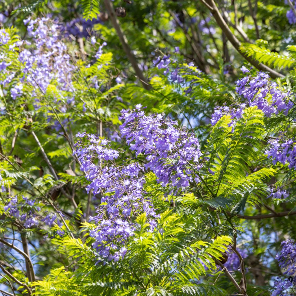 Jacaranda mimosifolia (semi)