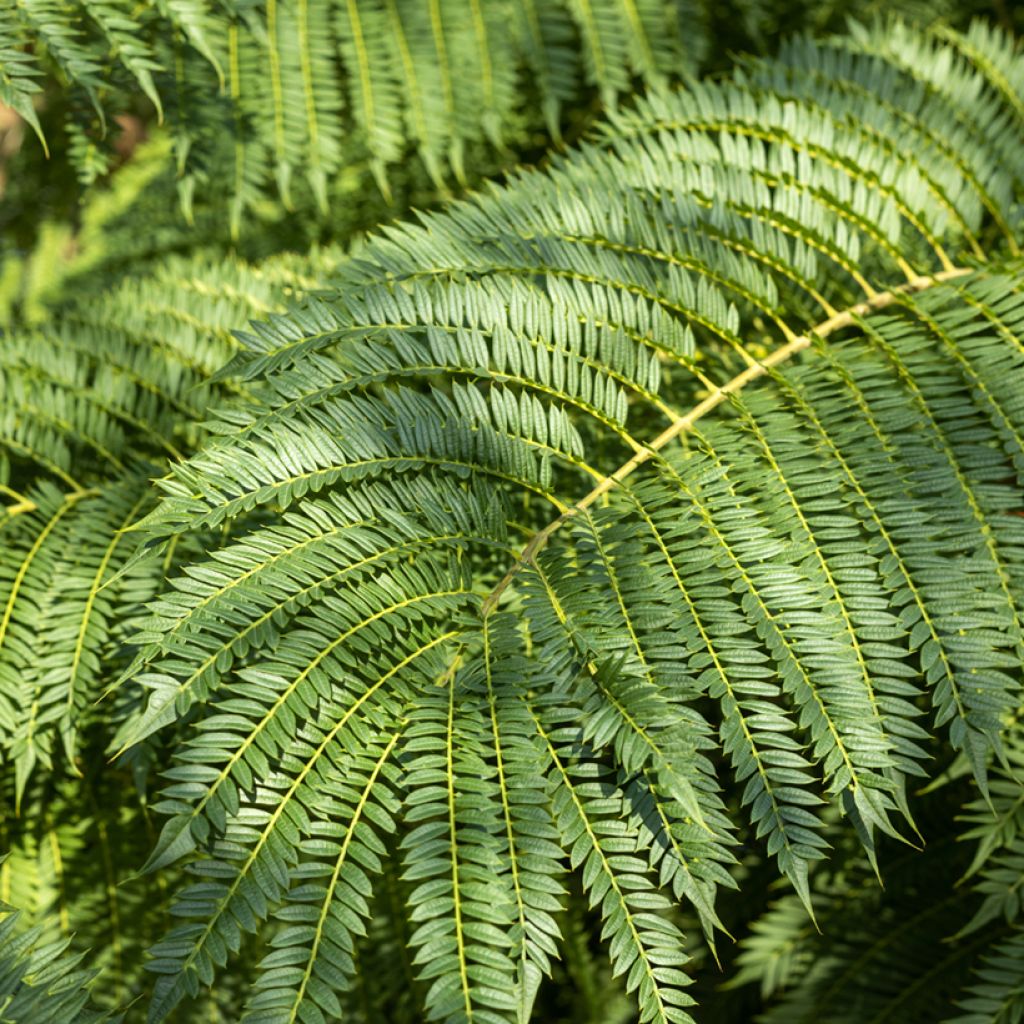 Jacaranda mimosifolia (semi)
