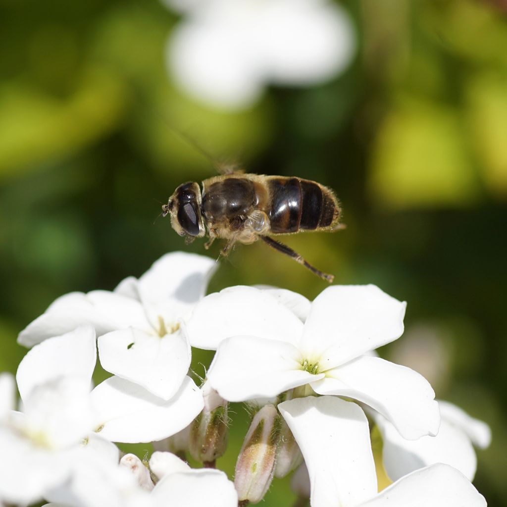 Hesperis matronalis Alba (semi) - Violaciocca antoniana bianca