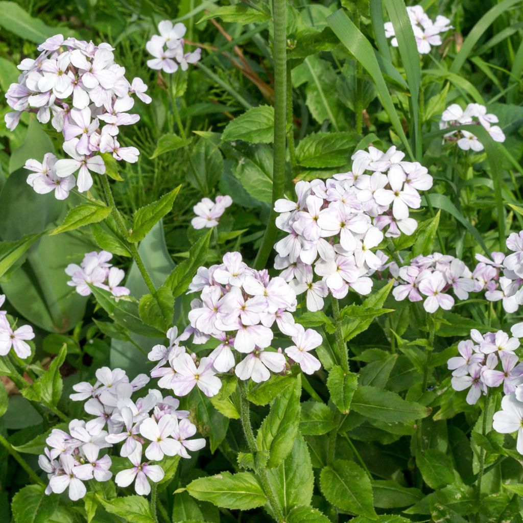 Hesperis matronalis Alba (semi) - Violaciocca antoniana bianca