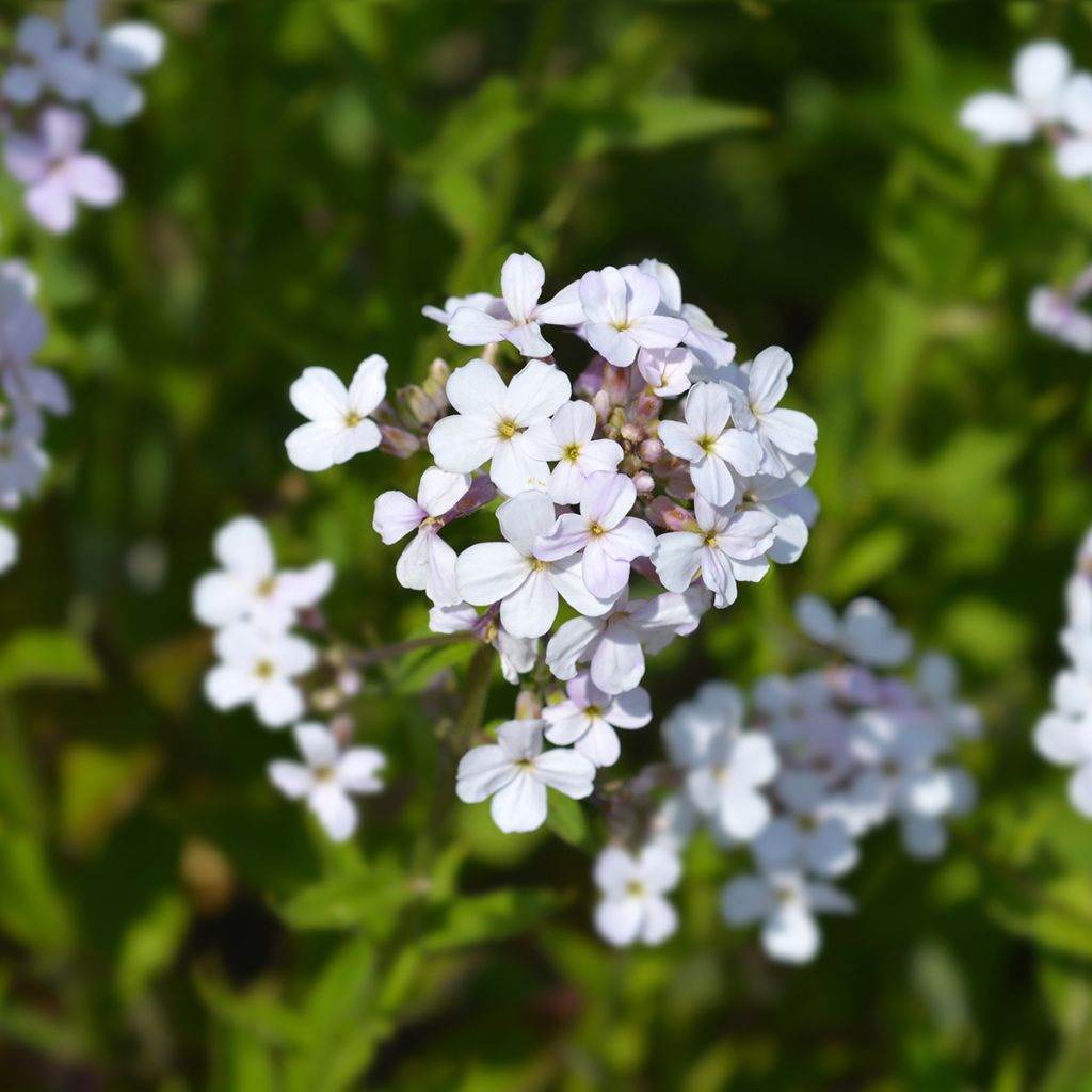 Hesperis matronalis Alba (semi) - Violaciocca antoniana bianca