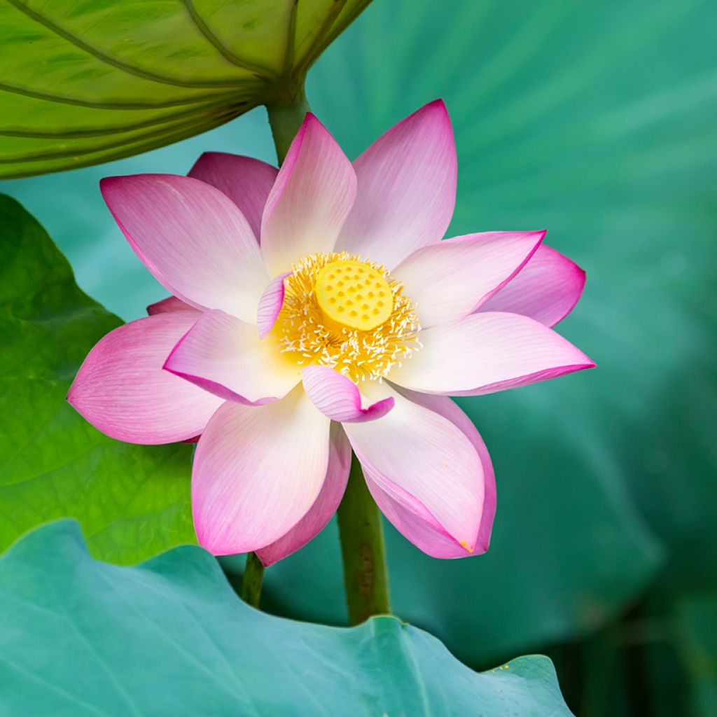 Nelumbo nucifera - Fior di loto (semi)