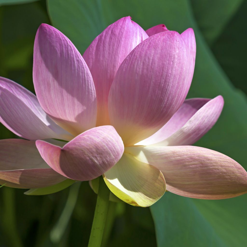 Nelumbo nucifera - Fior di loto (semi)