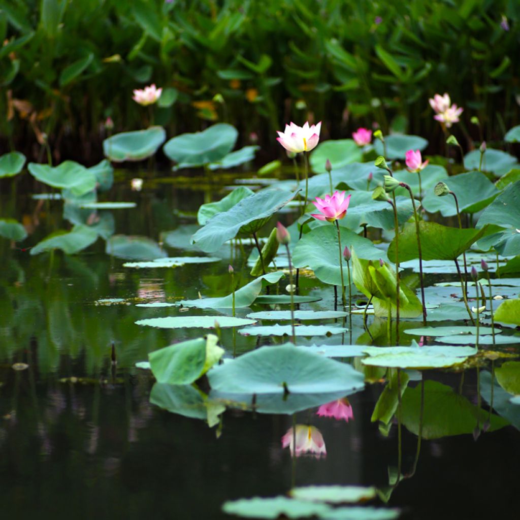 Nelumbo nucifera - Fior di loto (semi)