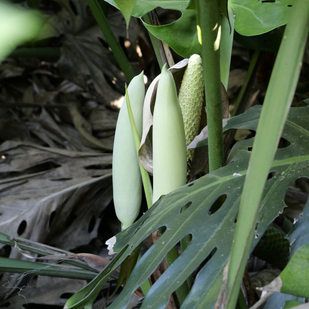 Monstera deliciosa (semi)