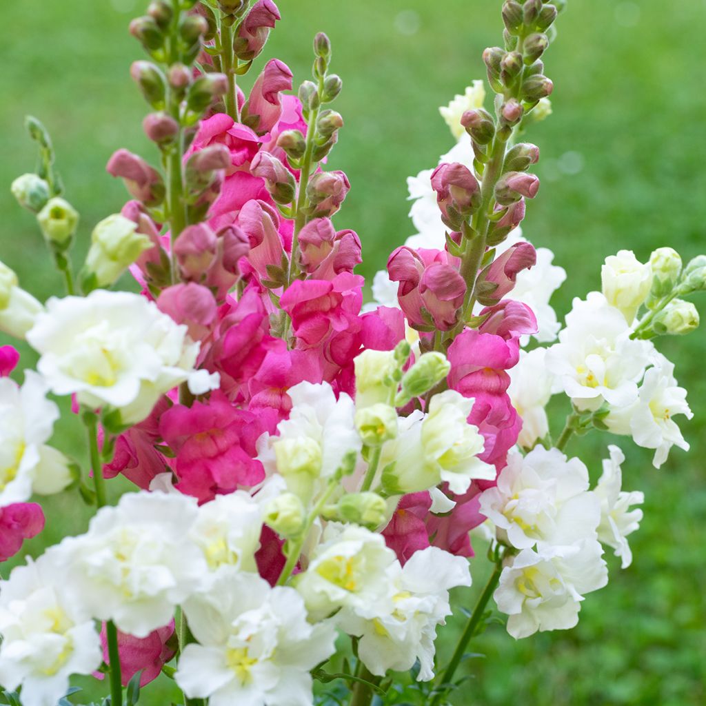 Bocca di leone Double Madame Butterfly Mixed
