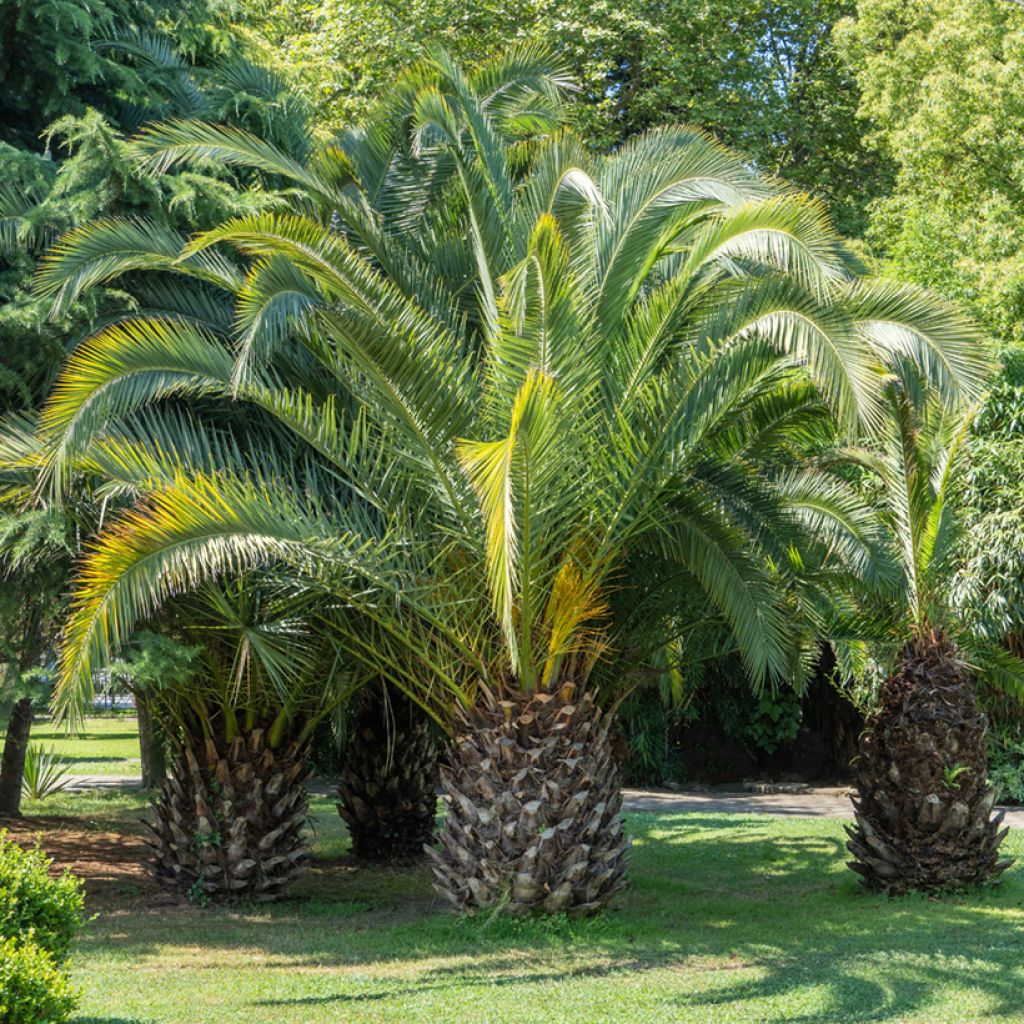 Butia capitata (semi)