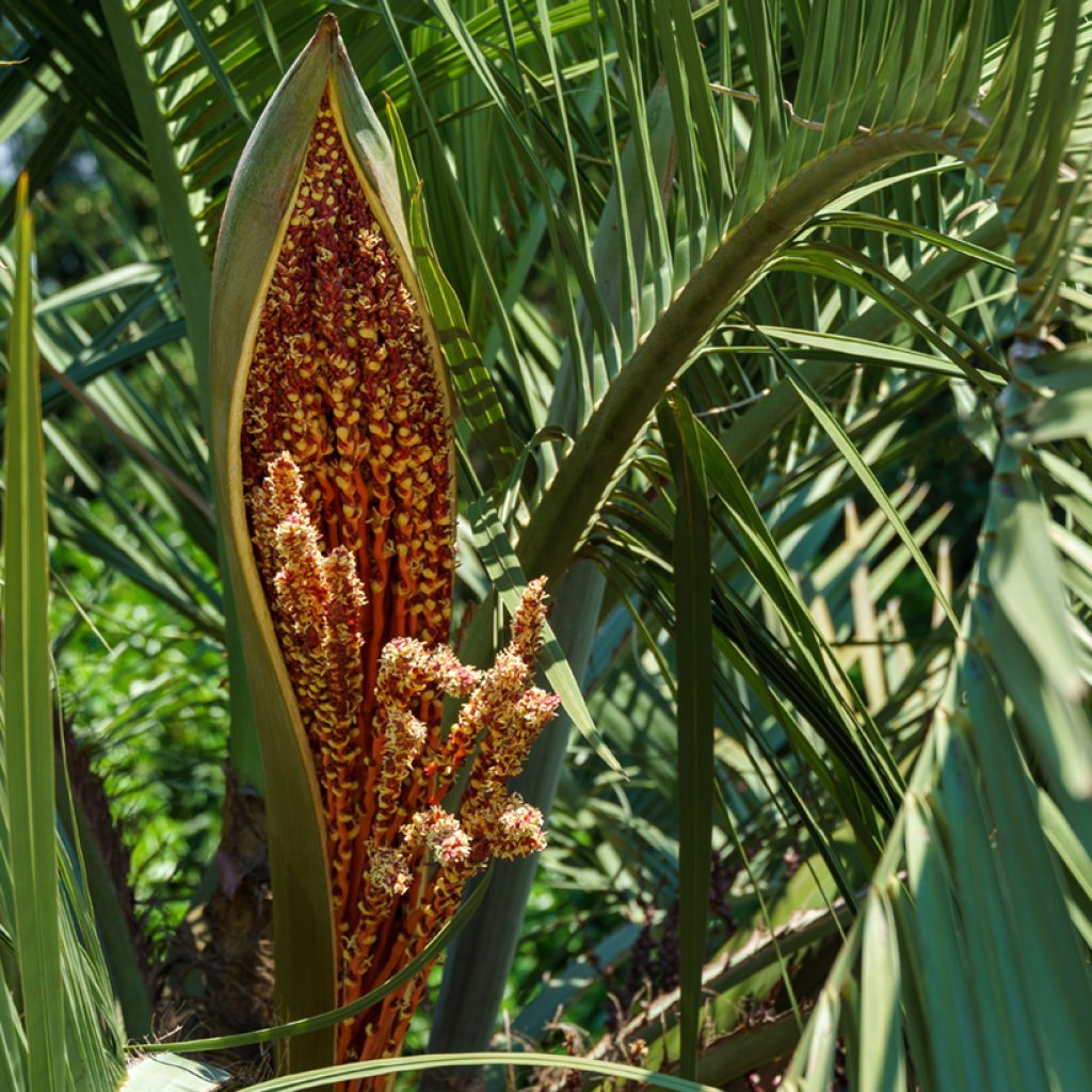 Butia capitata (semi)