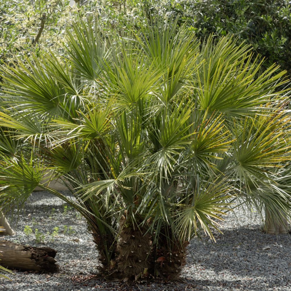 Chamaerops humilis - Palma di San Pietro (semi)