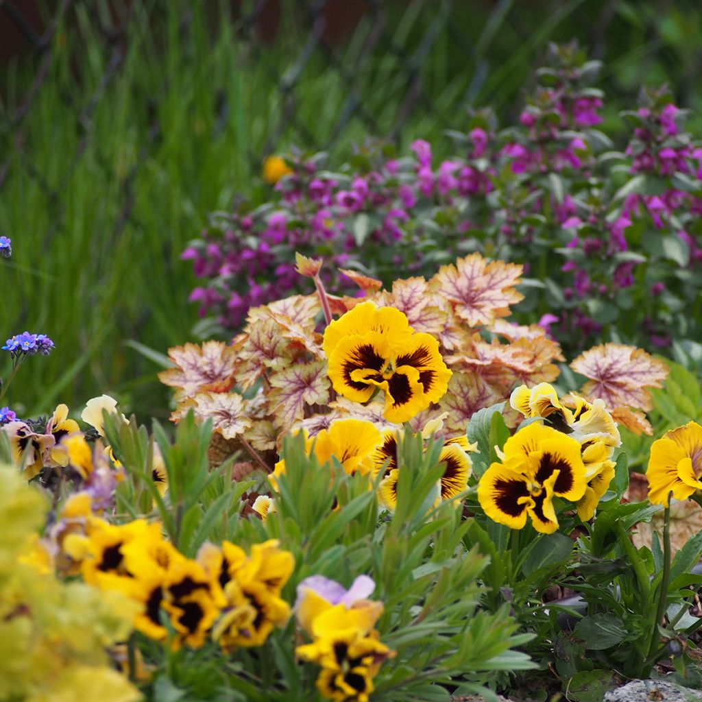 Viola Rococo