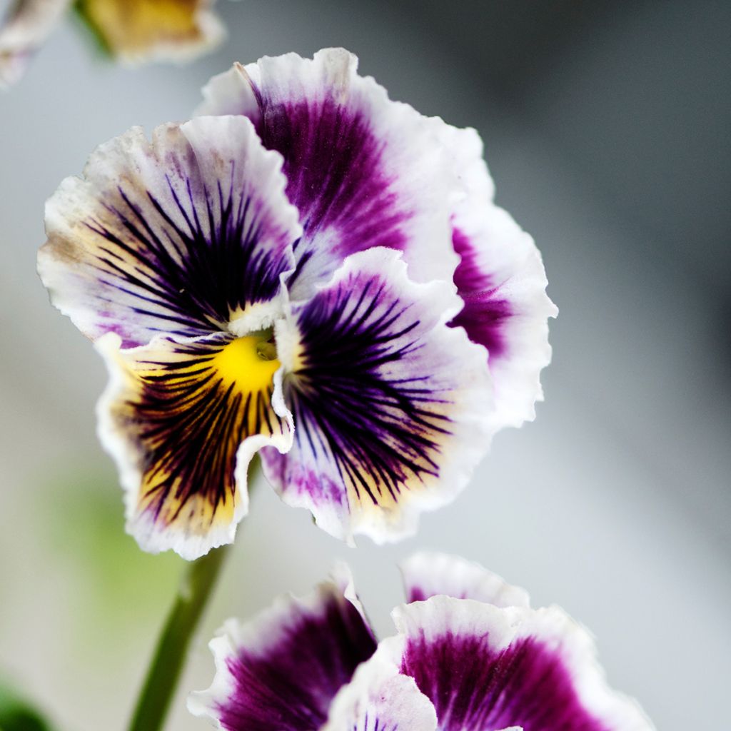 Viola Rococo