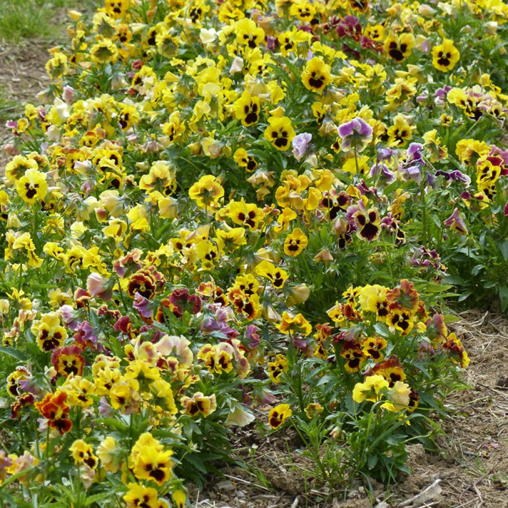 Viola mammola Frou Frou BIO (semi)