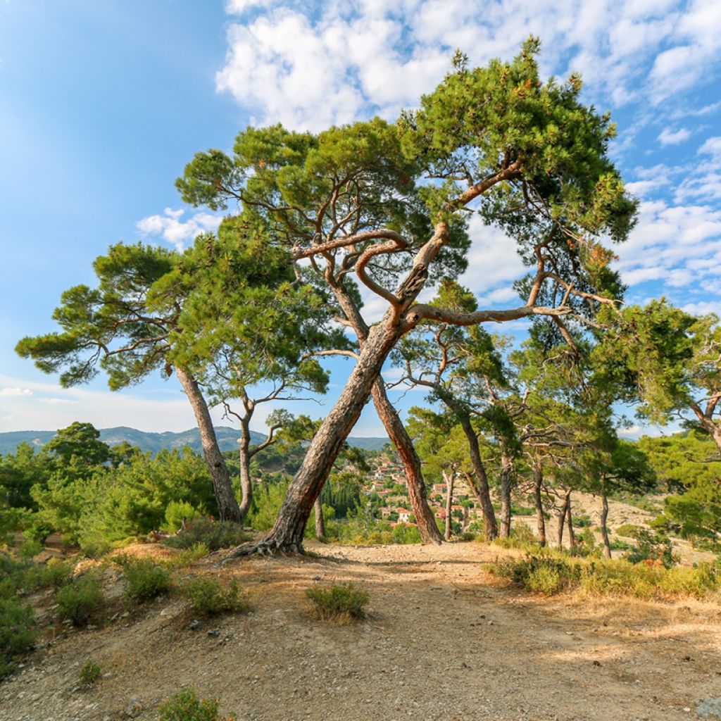 Pinus pinea - Pino domestico (semi)