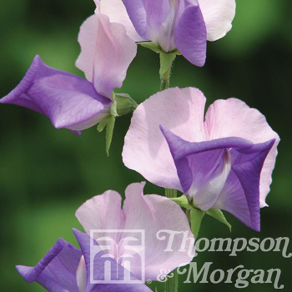 Graines de Pois de Senteur Erewhon - Lathyrus odoratus (x) belinensis