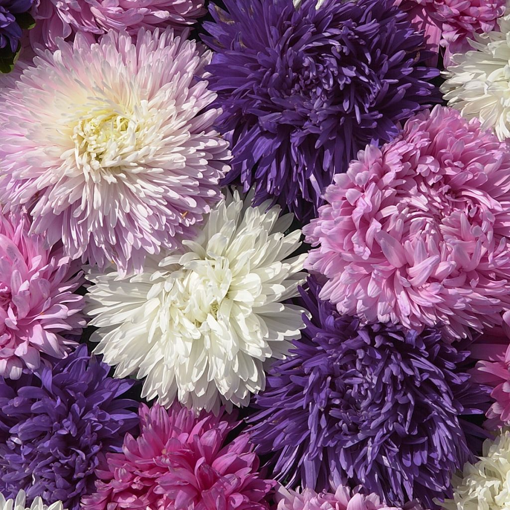 Astro della Cina King Size Mix - Callistephus