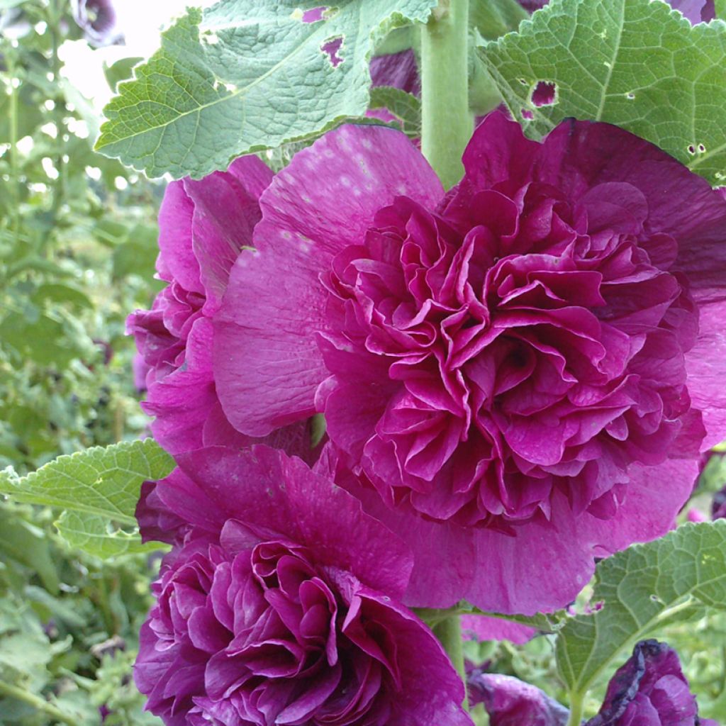Alcea rosea Chater's Violet (semi) - Malvarosa