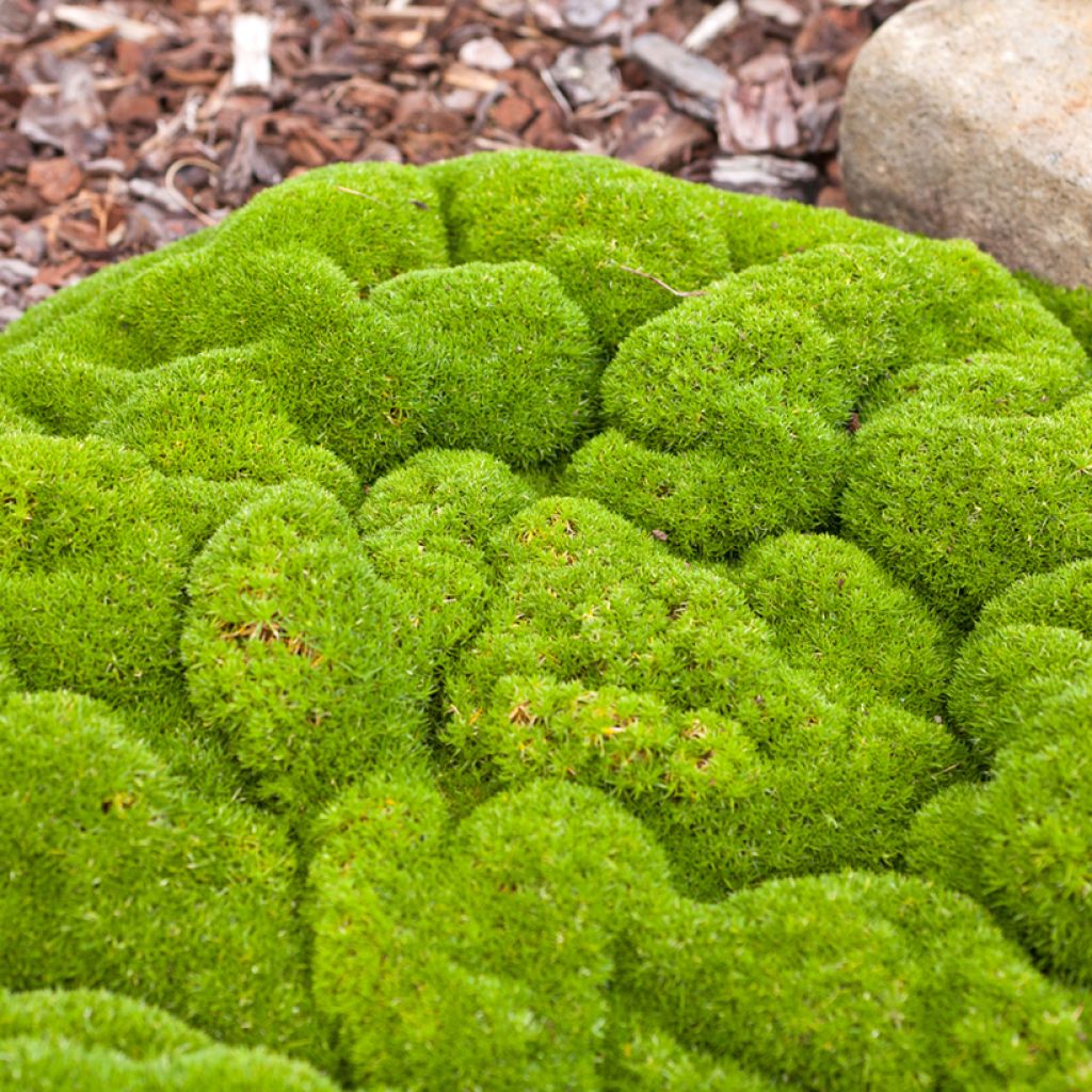 Scleranthus biflorus