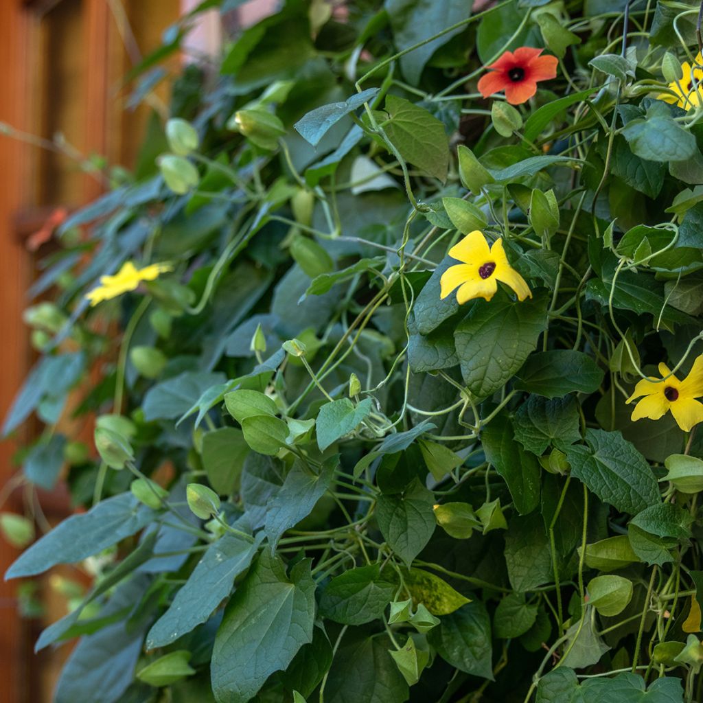 Susanna dagli occhi neri (semi) - Thunbergia alata