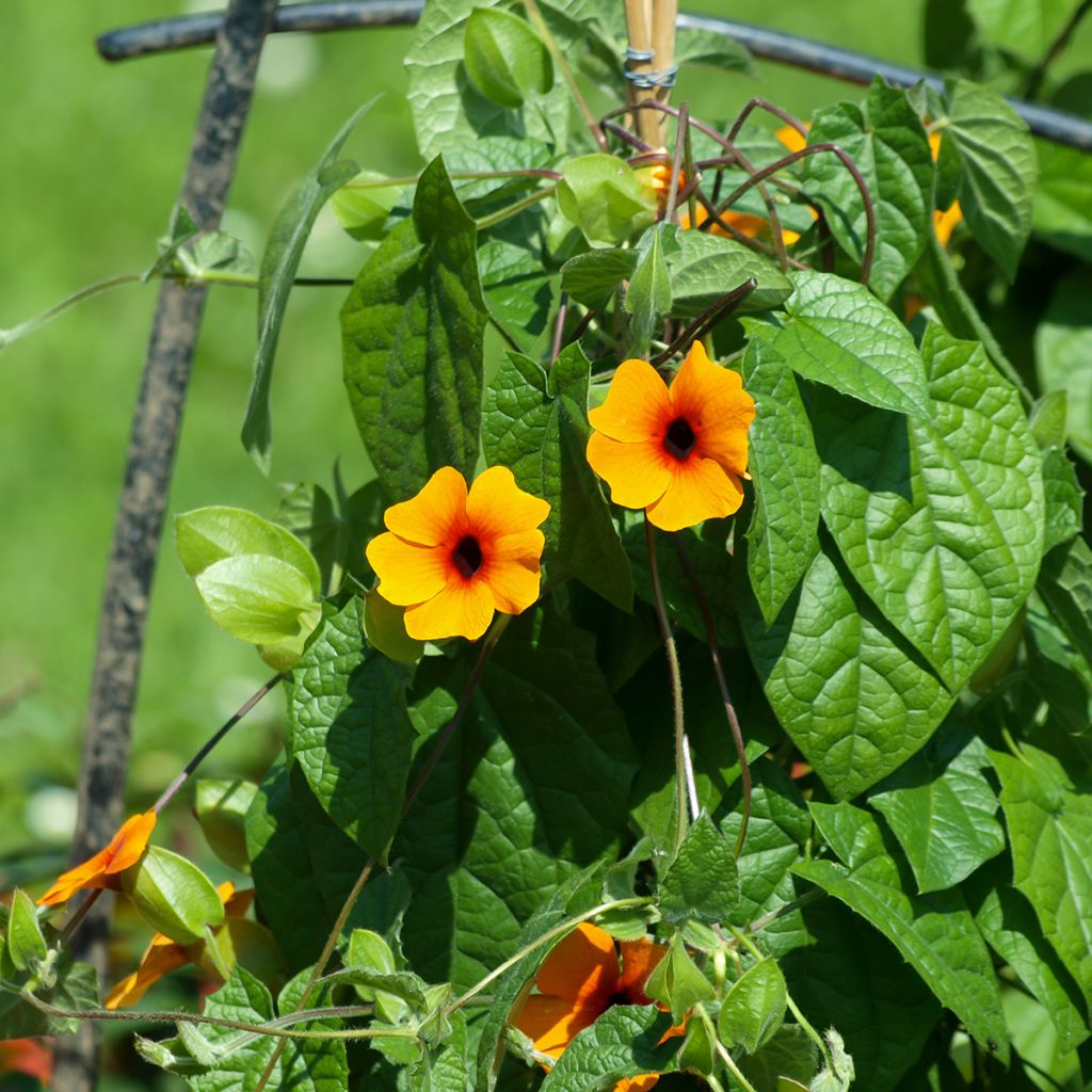 Susanna dagli occhi neri (semi) - Thunbergia alata