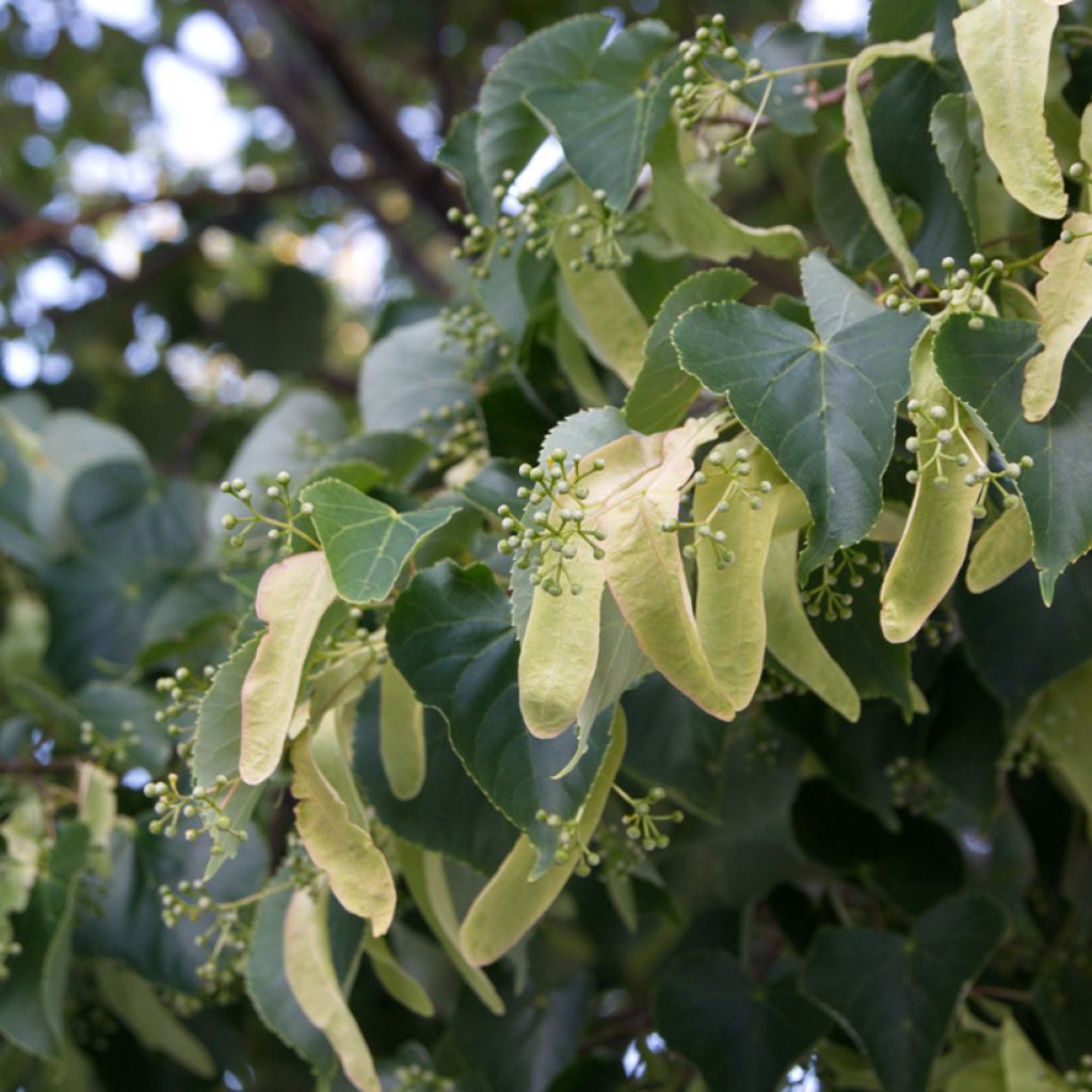 Tilia cordata - Tiglio selvatico (semi)
