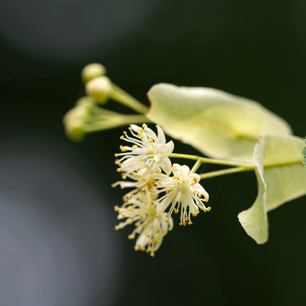 Tilia cordata - Tiglio selvatico (semi)