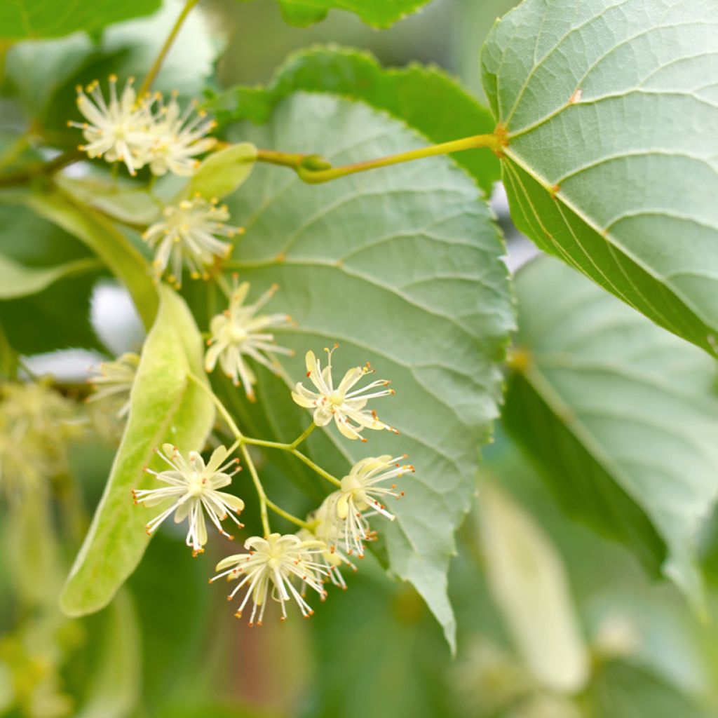Tilia cordata - Tiglio selvatico (semi)